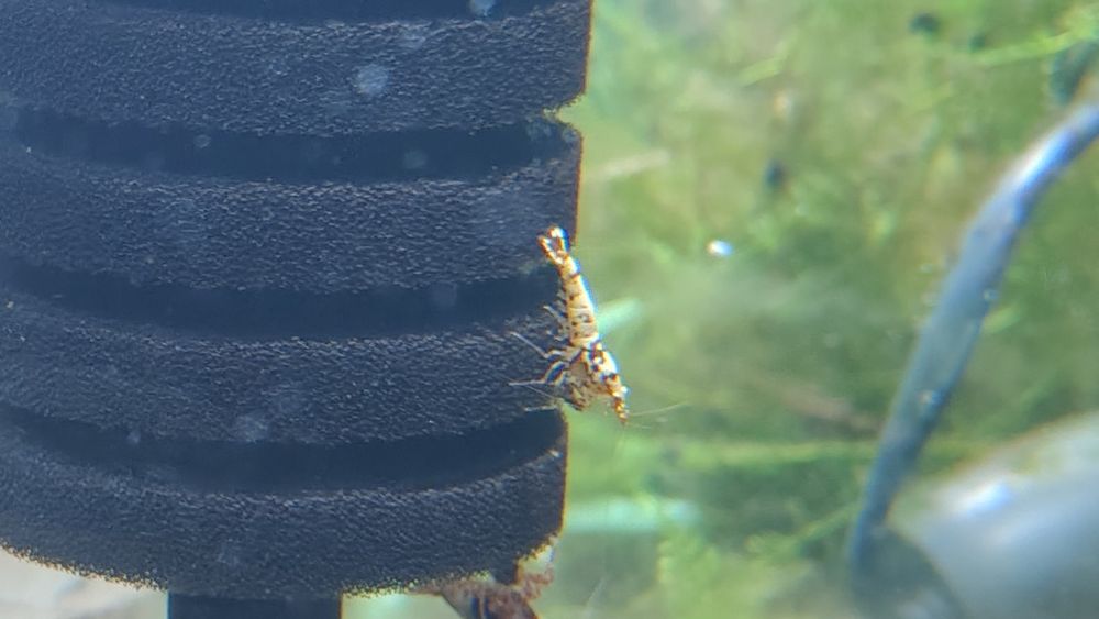 Krewetki Galaxy Caridina