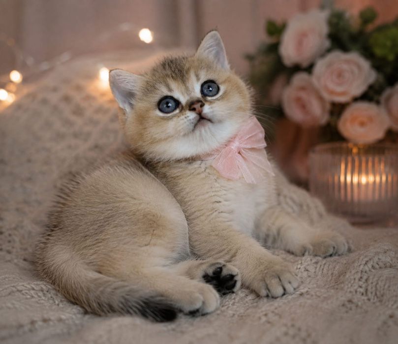 котики в шикарных шубках