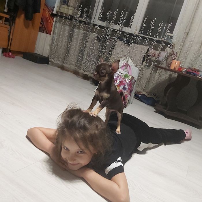 Продам чихуашек милых