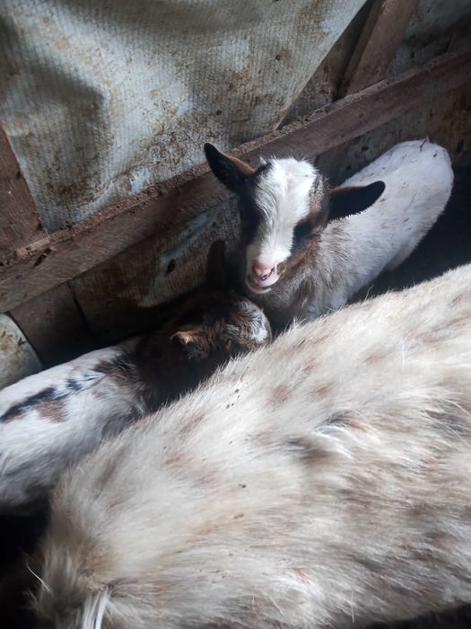 Cabra anã macho cada um 50 euros