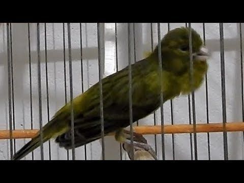 Canário de Canto Clássico Continuo Timbrado Espanhol