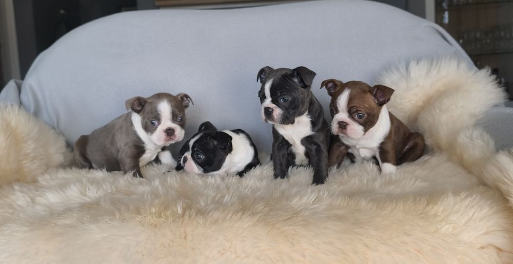 Boston Terrier śliczna kolorowa  suczka.