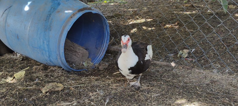 Vendo casal de patos mudos