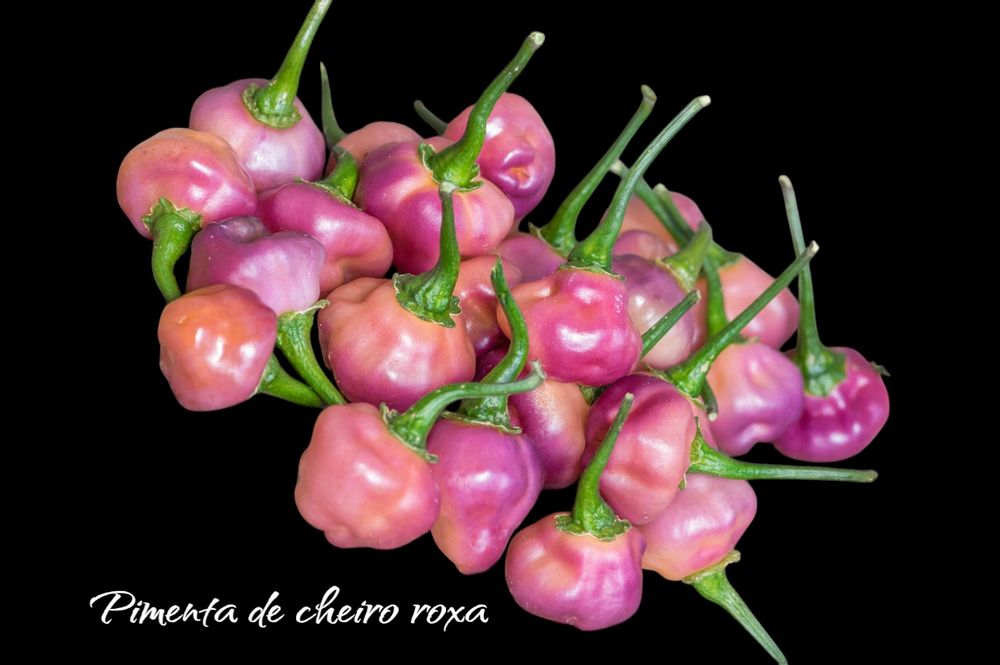 Vendo Plantas de Malagueta / Pimentas de muitas variedades