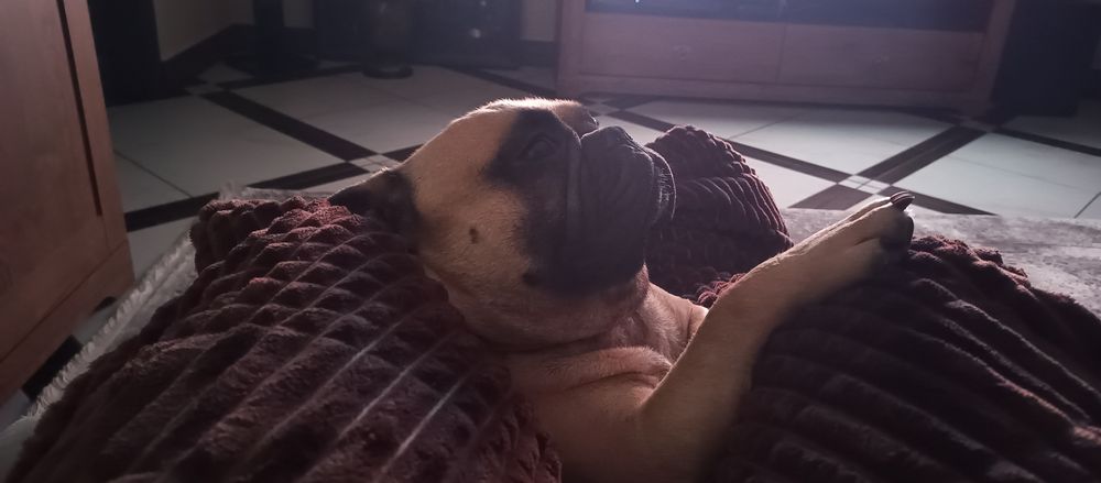 Французький будьдог чекає