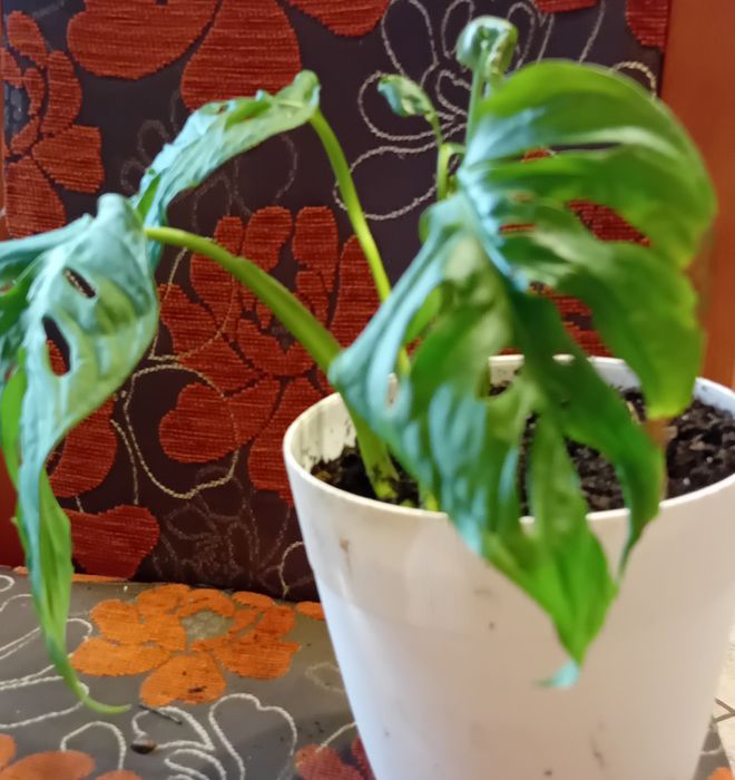 Monstera  mloda roślina