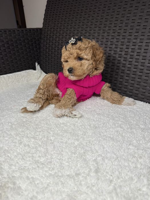 Маленькі милі мальтіпу