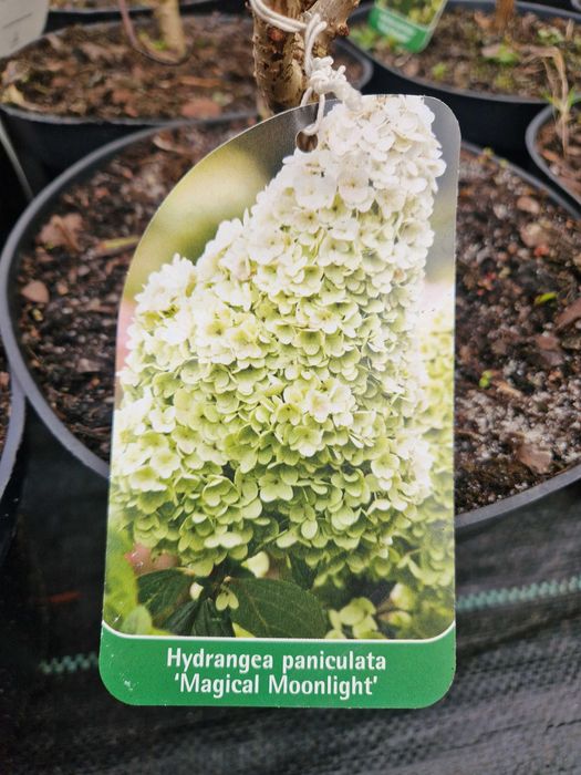 Hortensja Bukietowa, Hortensja Krzewiasta Annabelle – PROMOCJA 20 ZŁ! – Różne Odmiany