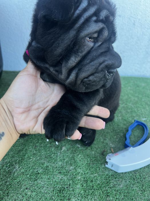 SharPei/ Shar Pei femea