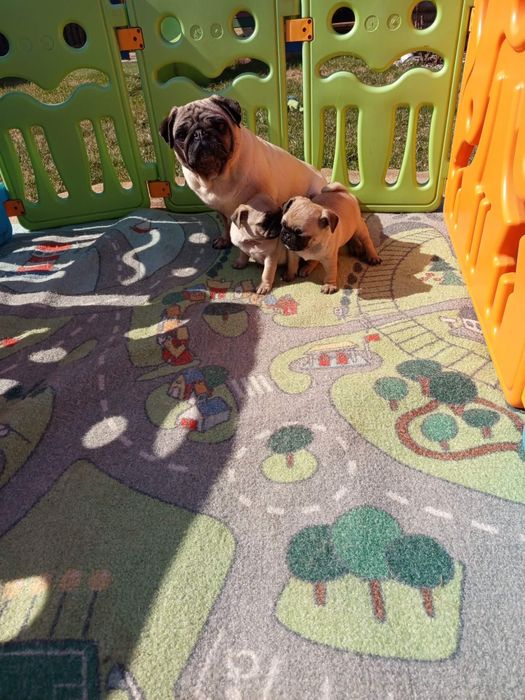 Szczeniak Mops - Dziewczynka