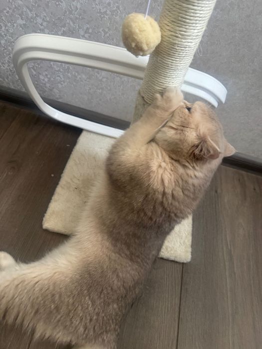 Котик британець короткошерстий