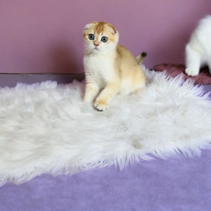 Хлопчик Scottish fold