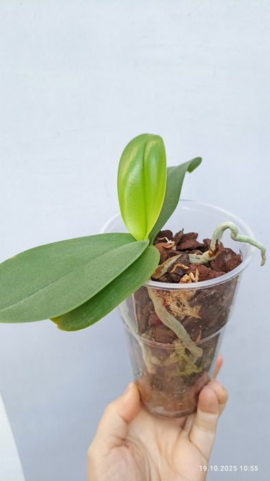 Орхідея орхидея метелик