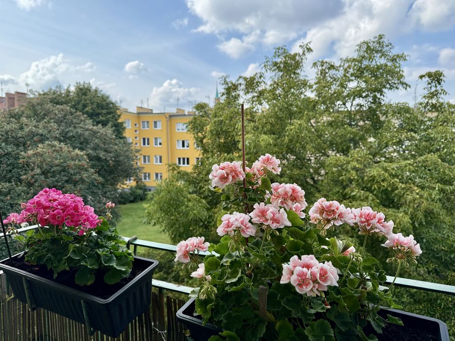 Brzeg,– 3 pokoje, 56,1 m², balkon, piwnica