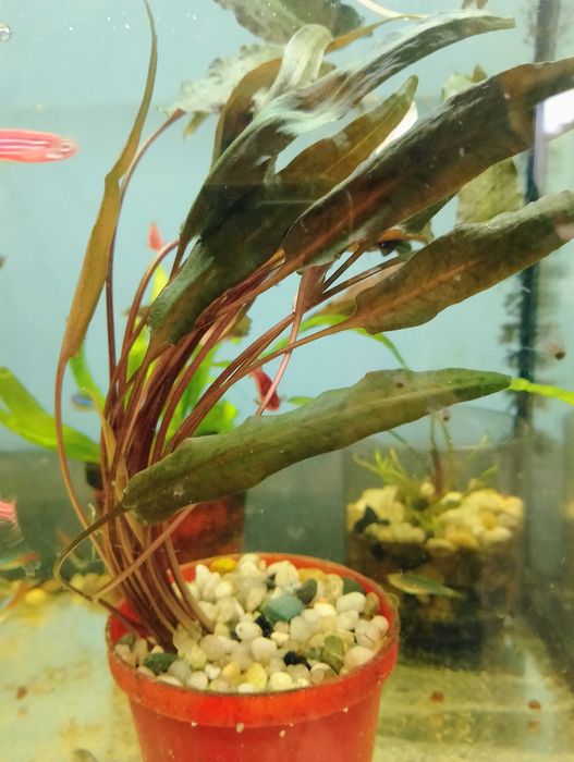 Kryptokoryna, roślina akwariowa