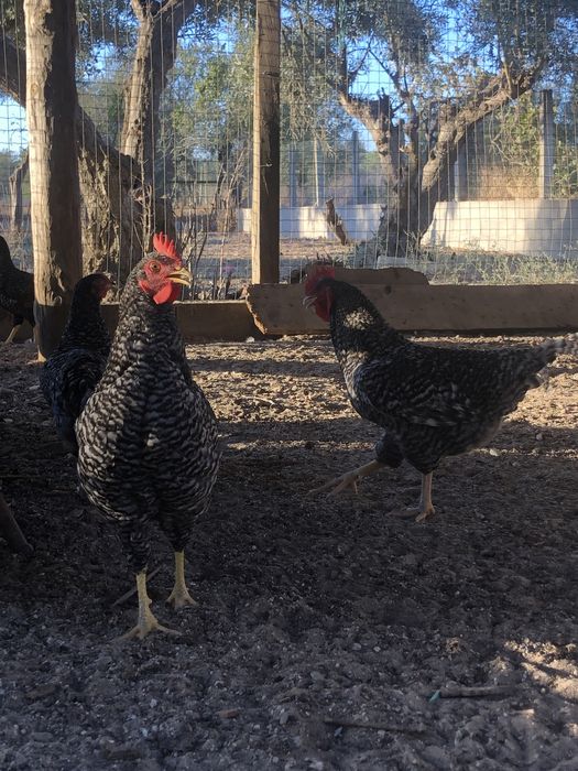 Frangos Pedrês Puros