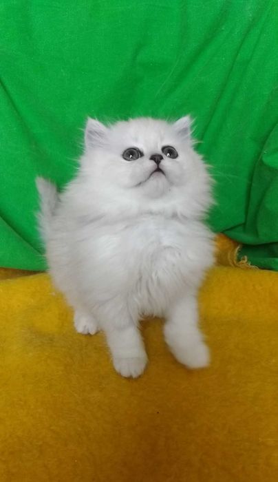 Серебристая шиншилла котёнок длинношёрстный