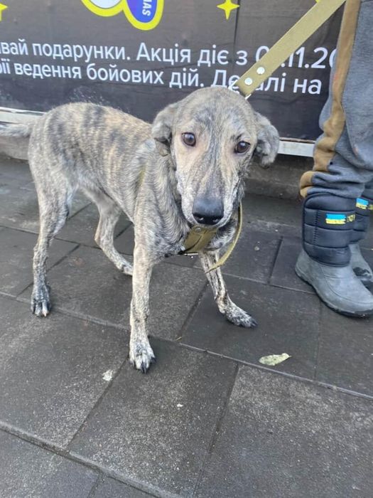 Цуценя(дівчинка, вік 9міс)шукає нову родину