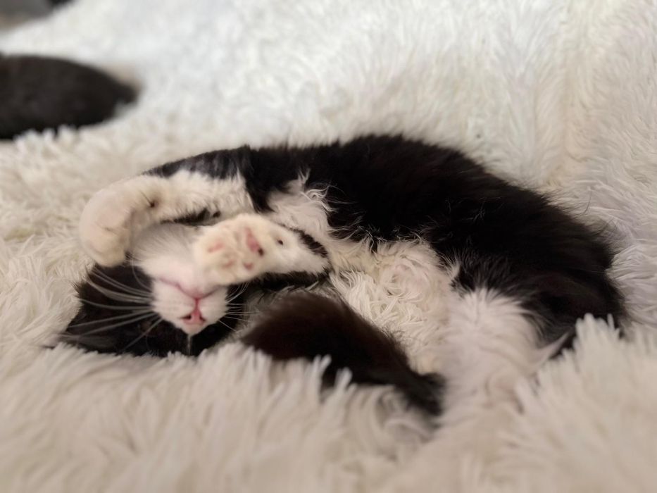 Maine Coon czarny z białym