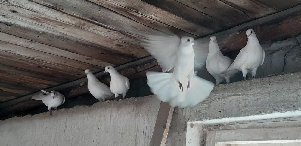 Gołębie białe 10 szt.