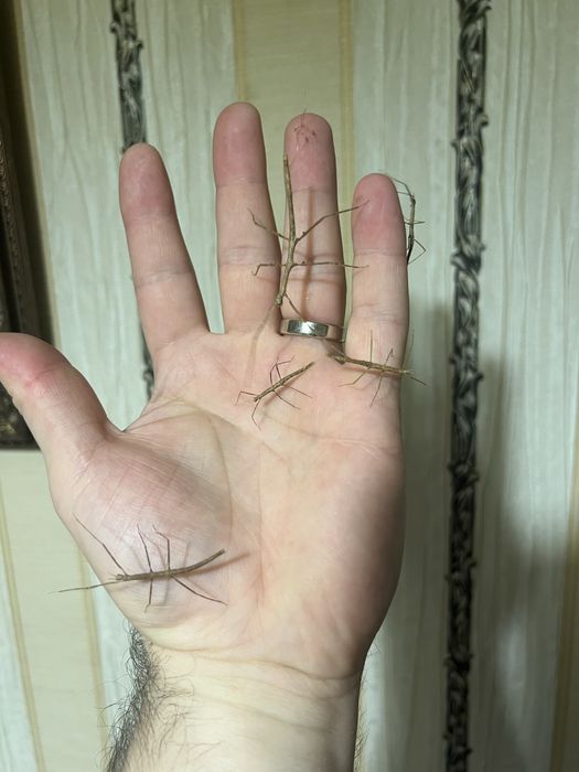 Палочники Анамські