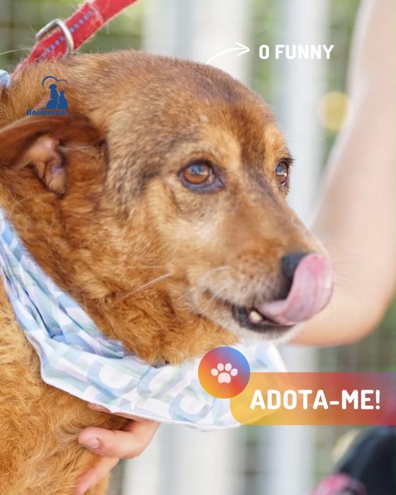 Funny - cao porte medio - para adoçao