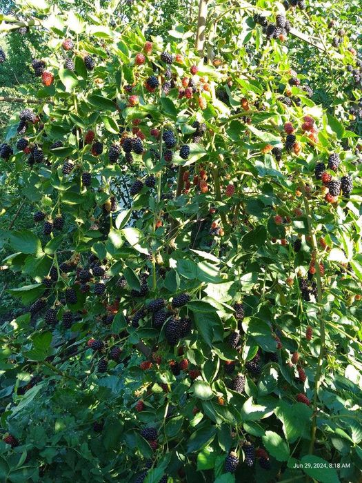 Ежевика безшипная ранняя саженцы