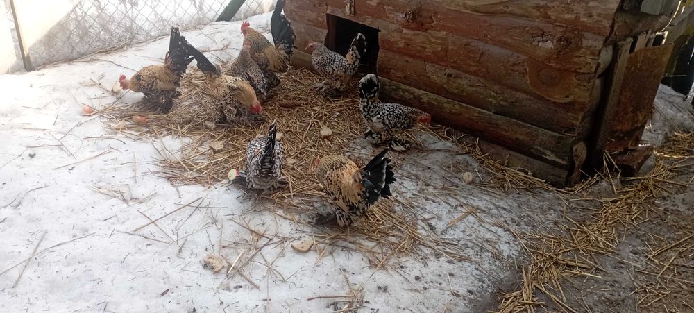 Koguciki miniaturowe ozdobne