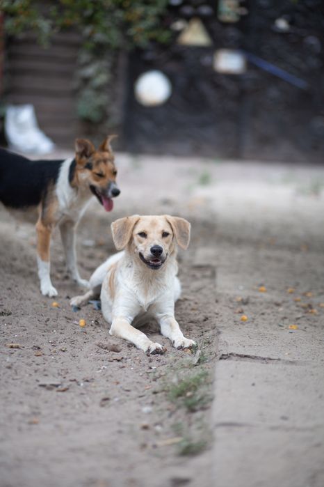 Стерилизованая , добрая Битуся отдам в семью