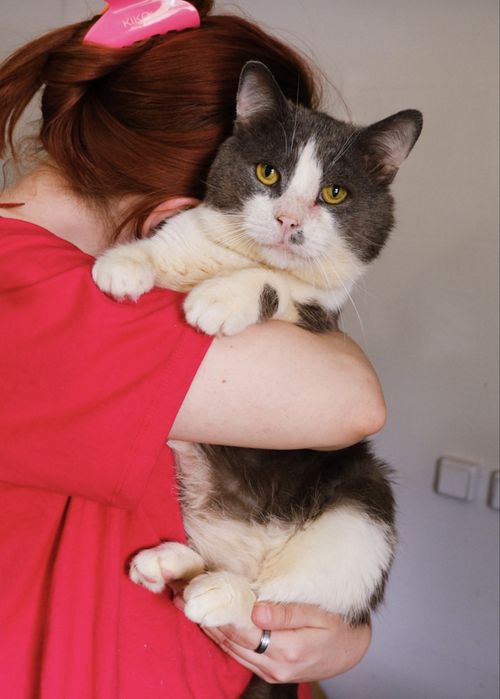 Котик Пілі шукає родину