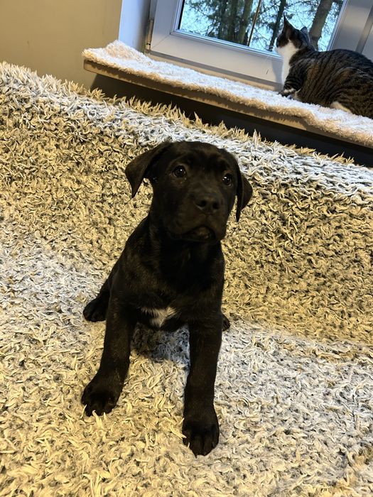 Suczka suka szczenie Cane Corso