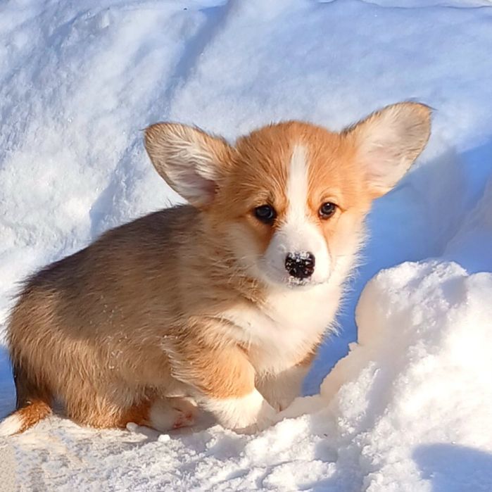 Красуня коргі пемброк