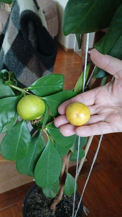 Гуаява мурая маракуя