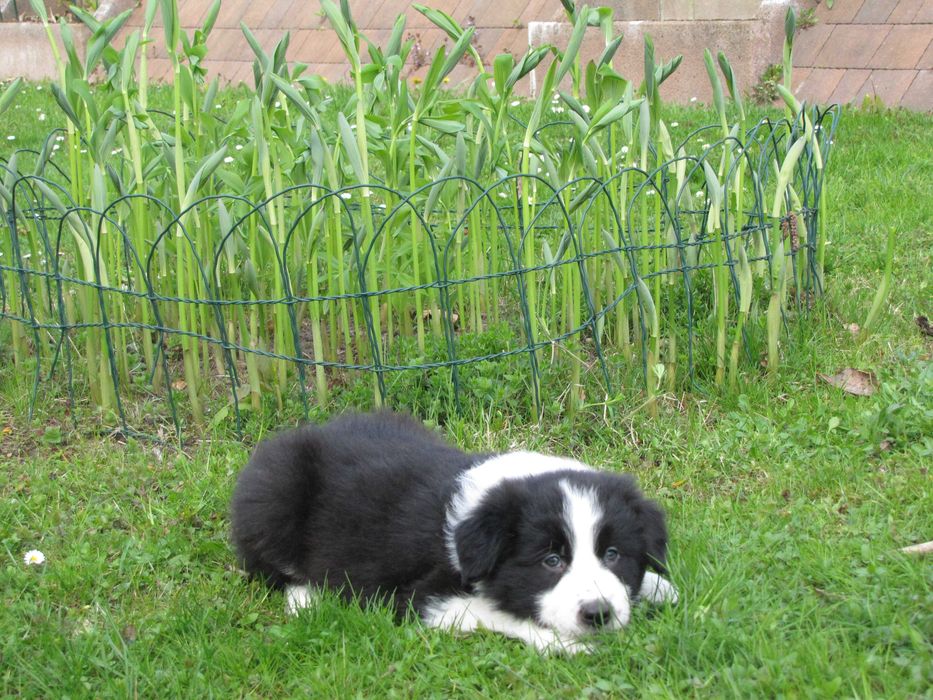Szczeniak Border Collie