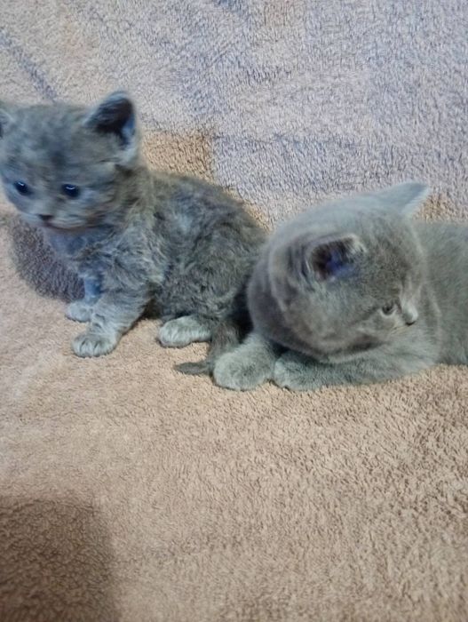 котики британчики