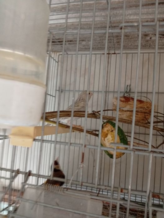 Vendo Canárias  e um macho