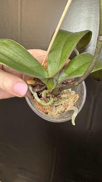 Орхідея домашня рослина.