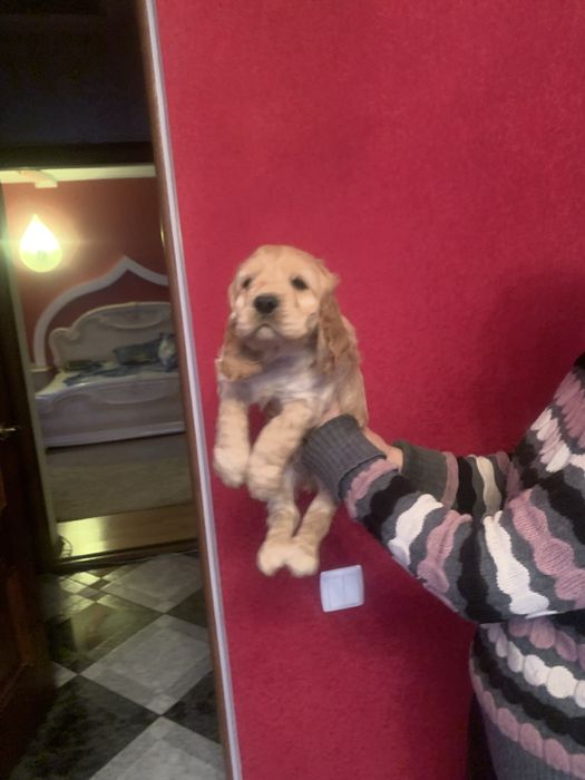 Продам щенят Спаніельчиків