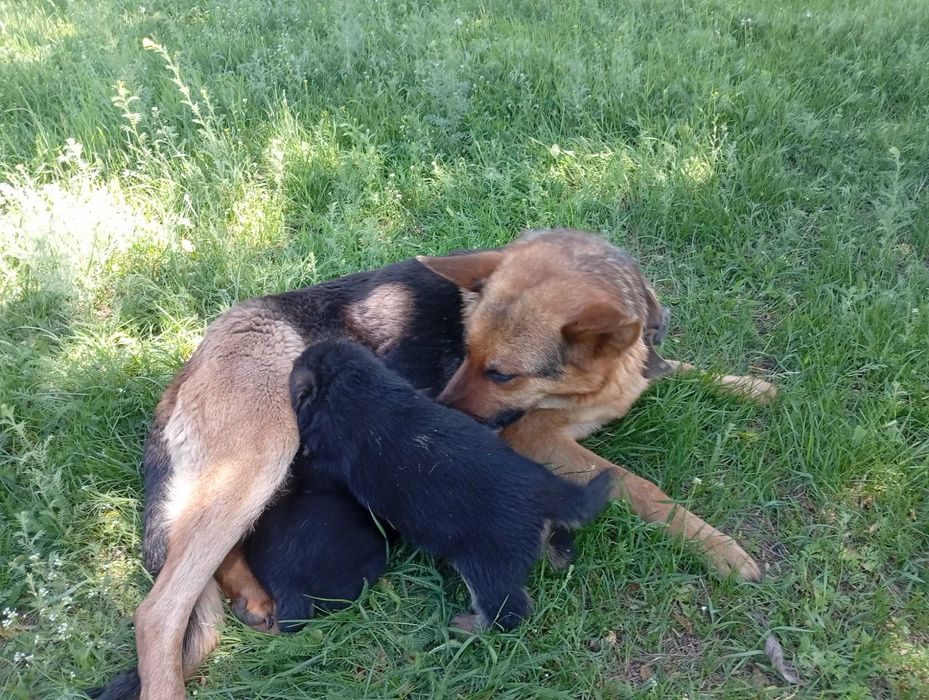 Цуценята німецькоївівчарки
