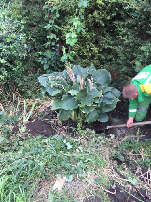 Хоста гигант