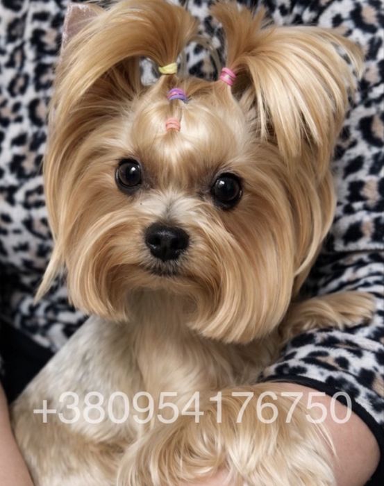 Йорк. Продам щенка.