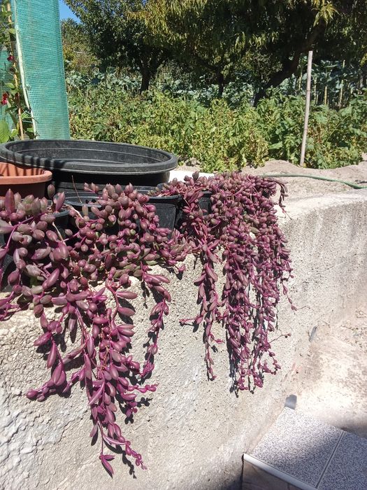 Suculentas variadas e agaves