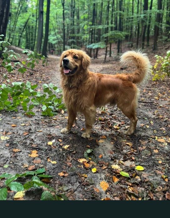 Golden Retriever -domowa hodowla