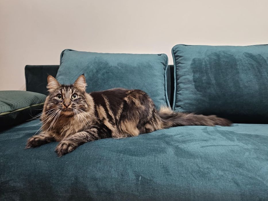 Kot Henryk uroczy przytulas