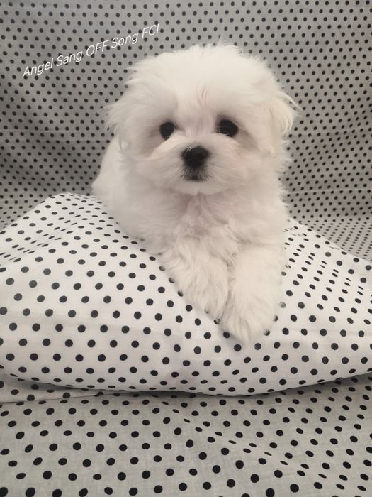 Maltańczyk szczeniaczek Michel Fci