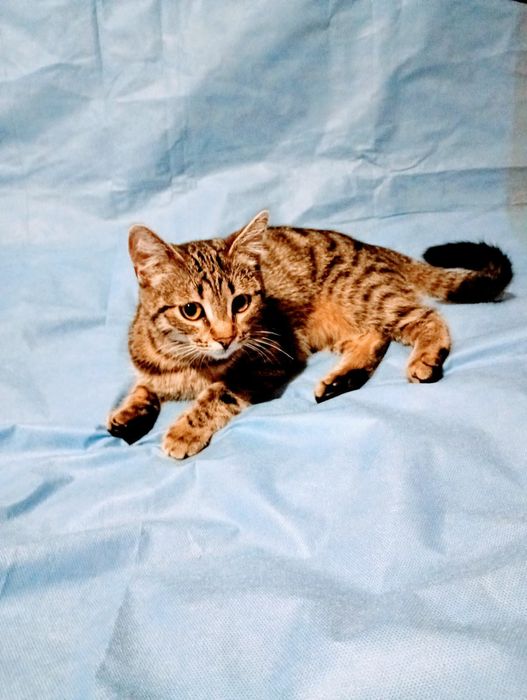 Віддам кошеня(дівчинка) безкоштовно