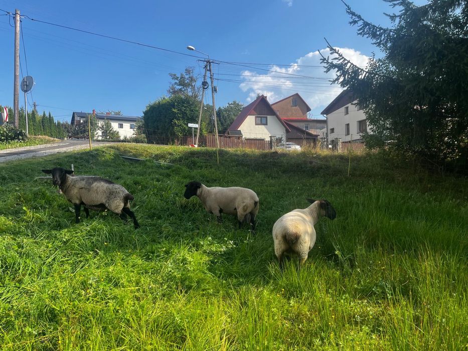 Na sprzedaz czyste matki rasy suffolk