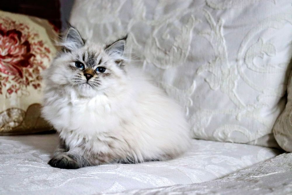 Kotka Neva Masquerade po International Champion WCF