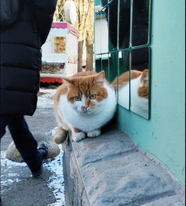 Кішечку в добрі руки