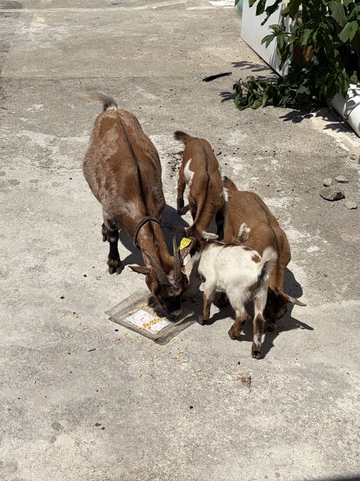 Cabras Racça Anã.